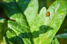 La coccinelle est un précieux allié des cultures, et s’observe facilement tout au long de la journée.