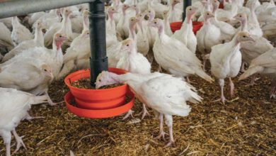 Photo of Aviculture : Incorporer ses céréales à l’aliment