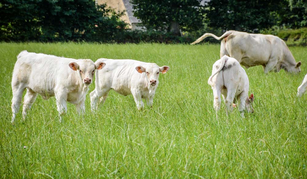 broutards-charolais - Illustration Dégonfler l’empreinte carbone de la viande bovine