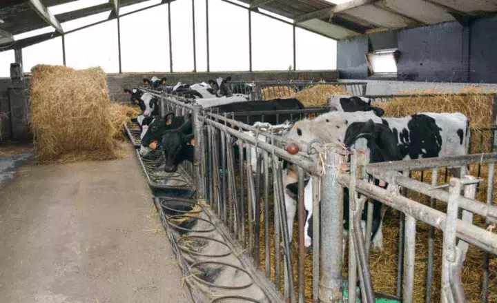 Face aux cases individuelles, les 6 box collectifs accueillent les génisses de 2 à 6 mois, par groupes de 4 individus.