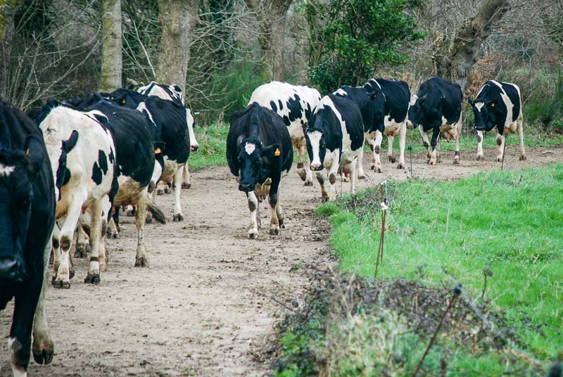 chemin-pature - Illustration Des chemins à vaches en état