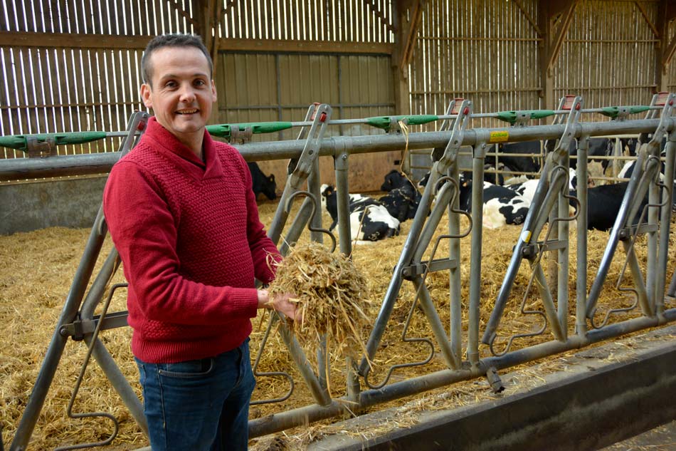 La phase de tarissement dure deux mois sur l’élevage. Les vaches ont une ration diluée en paille. - Illustration Vendre son surplus de colostrum
