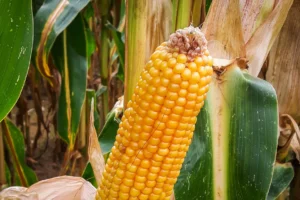 Les conditions climatiques de mai / juin ont été très favorables à une bonne fécondation des maïs fourrages et grains.