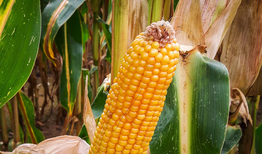 Les conditions climatiques de mai / juin ont été très favorables à une bonne fécondation des maïs fourrages et grains. - Illustration De très bons rendements de maïs