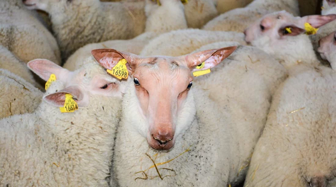 ovin-agneaux - Illustration Trier ou rationner pour éviter des agneaux gras