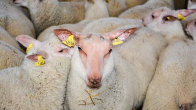Photo of La production ovine a reculé en janvier