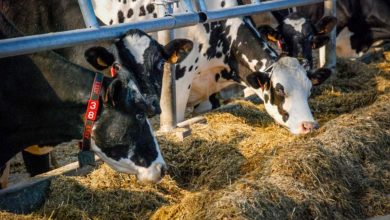 Photo of Savoir interpréter les signaux distillés par la vache