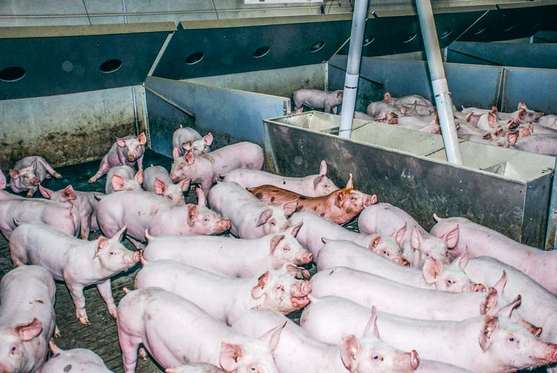 L'importation de porcelets ne doit pas provoquer la prolifération de germes actuellement absents dans les élevages bretons. - Illustration L’avancée de la diarrhée épidémique porcine fait réagir la filière