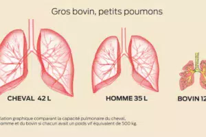 poumon-bovin