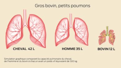 Photo of “Les bovins sont des insuffisants respiratoires”