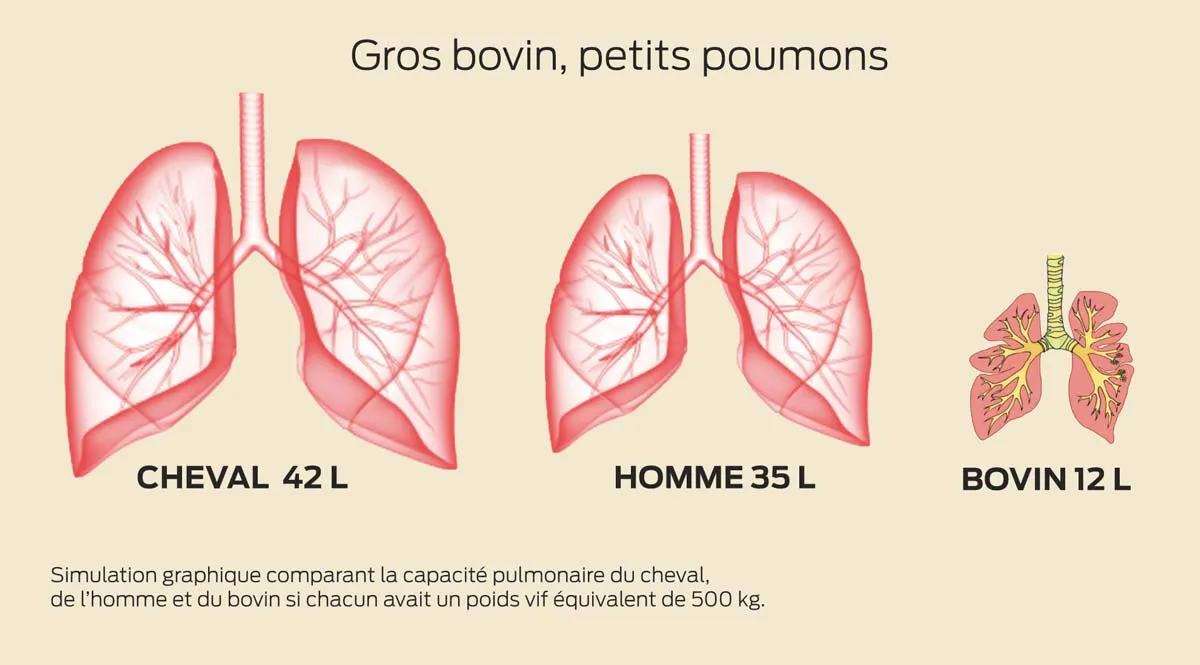 poumon-bovin - Illustration « Les bovins sont des insuffisants respiratoires »
