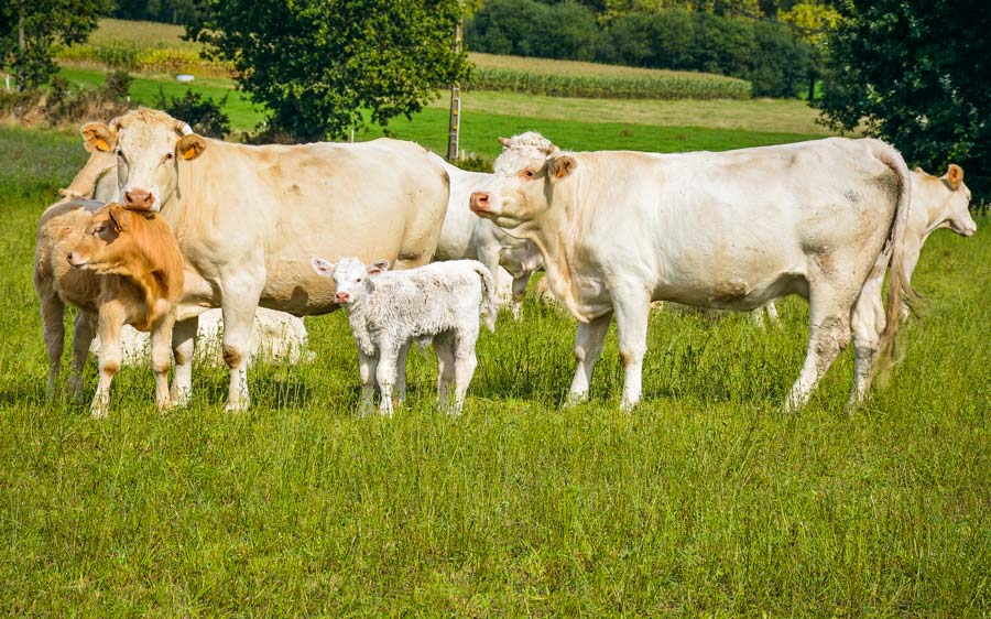 reproscope-bovin-viande - Illustration Baisse du montant de l’aide aux bovins allaitants