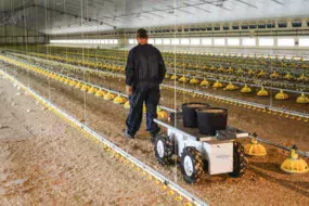 Thomas Couëpel lors du test du robot suiveur transportant ici de l’aliment dans le poulailler de 3000 m2.