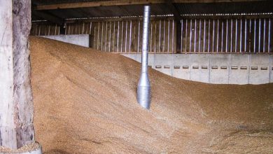 Photo of Conservation des stocks de maïs : un refroidissement rapide de la masse de grains