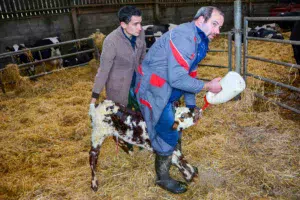 La période sèche doit permettre à la vache de synthétiser un colostrum de qualité. Ensuite, le drenchage est l’assurance que le nouveau-né a bien avalé sa dose d’énergie et d’anticorps maternels. « Ici, le veau reçoit 4 L de colostrum », explique Vincent Carrer, installé en Gaec à Plouvorn (29).