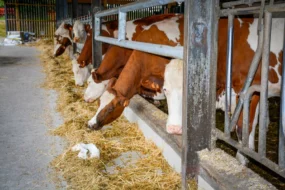 Les vaches taries sont désormais conduites en deux lots, dans deux cases spécifiques en bout de bâtiment.