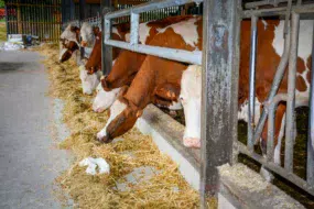 Les vaches taries sont désormais conduites en deux lots, dans deux cases spécifiques en bout de bâtiment.