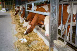 Les vaches taries sont désormais conduites en deux lots, dans deux cases spécifiques en bout de bâtiment.