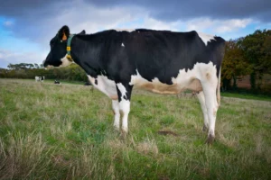 Surveiller l’alimentation au tarissement et donner un minéral adapté aux vaches permet de favoriser l’immunité de l’animal et de son futur veau.