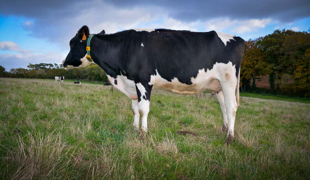 Surveiller l’alimentation au tarissement et donner un minéral adapté aux vaches permet de favoriser l’immunité de l’animal et de son futur veau. - Illustration Soigner l’immunité des veaux et des taries