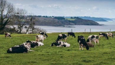 Photo of Faut-il craindre le 6e programme directive nitrates ?