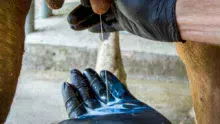 Porter des gants, tirer les premiers jets… Des habitudes simples mais efficaces dans la gestion des mammites, problème majeur en production laitière.