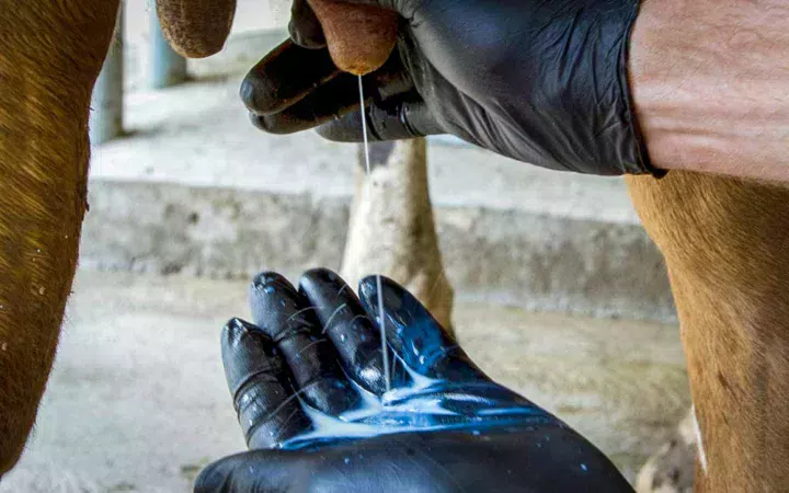 Porter des gants, tirer les premiers jets… Des habitudes simples mais efficaces dans la gestion des mammites, problème majeur en production laitière.