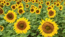 tournesol