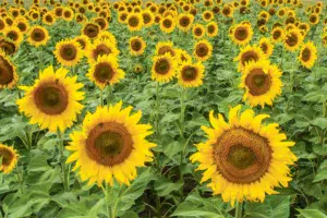 tournesol