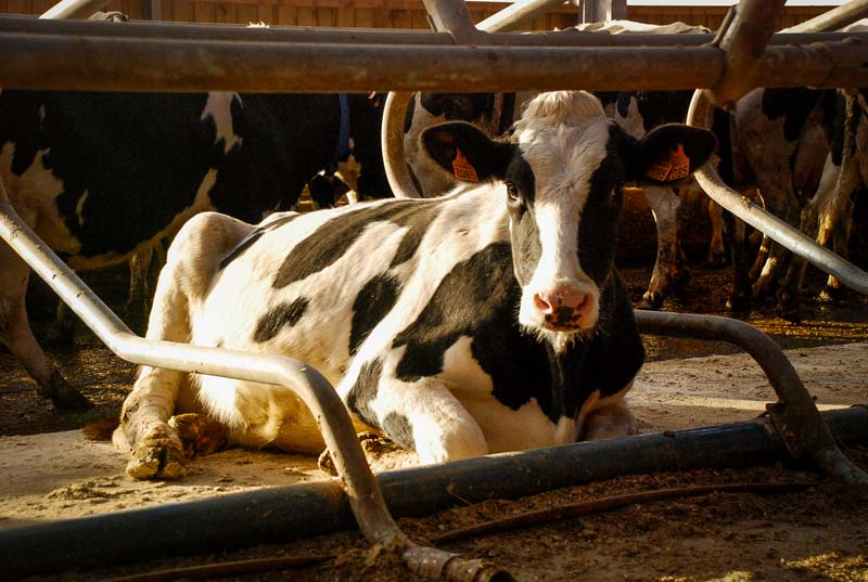 vache-couchee - Illustration Choisir le meilleur logement pour le confort des animaux