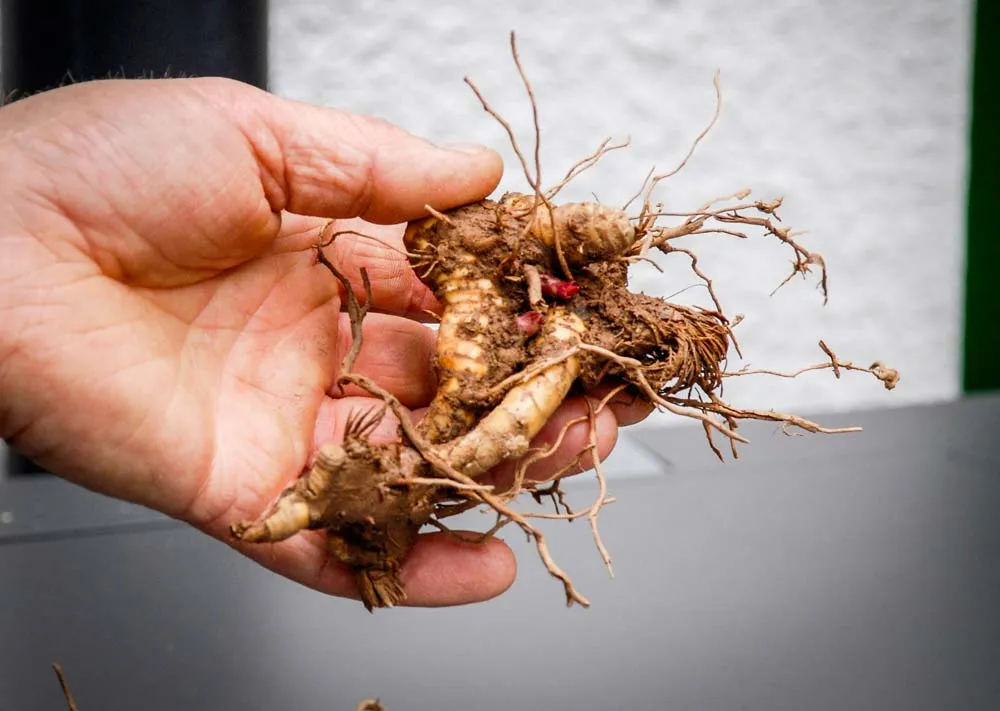 Rhizome de Miscanthus - Illustration Avec des besoins similaires au maïs, le miscanthus se plaît à l’ouest