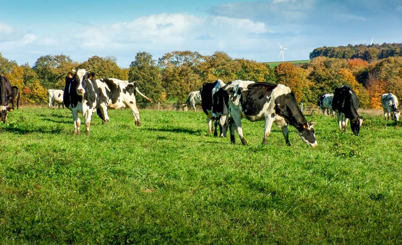 civam-rdv-herbe-paturage-lait - Illustration Profiter de l’herbe d’automne et préparer l’hiver