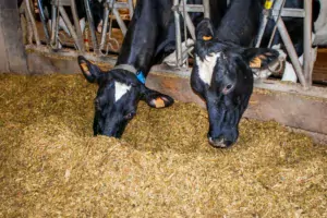 L’apport de graines de lin cuites permet d’augmenter la production jusqu’à 1,3 kg de lait en plus.