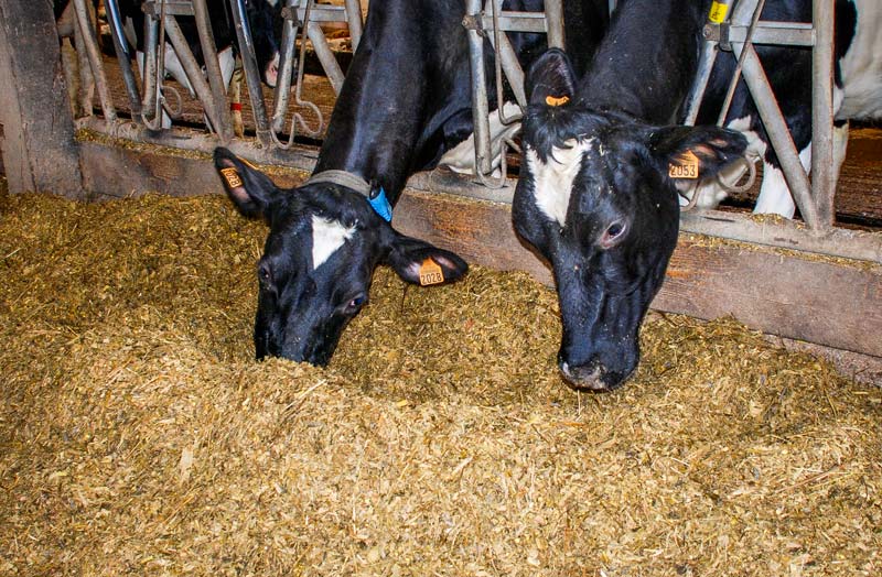 L’apport de graines de lin cuites permet d’augmenter la production jusqu’à 1,3 kg de lait en plus. - Illustration L’offre génétique se tourne vers du «sur-mesure»