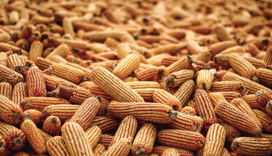 mais-marches - Illustration UE/États-Unis : le maïs visé par d’éventuelles rétorsions commerciales européennes