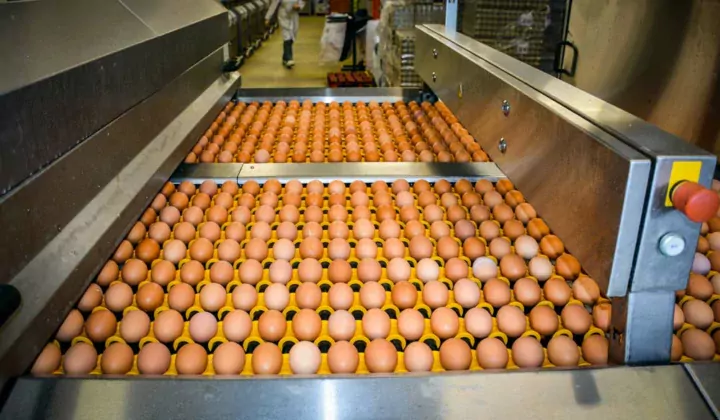 oeufs