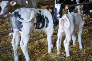 Victimes de leur succès, les veaux croisés Holstein x Blanc Bleu ont moins la cote aujourd’hui.