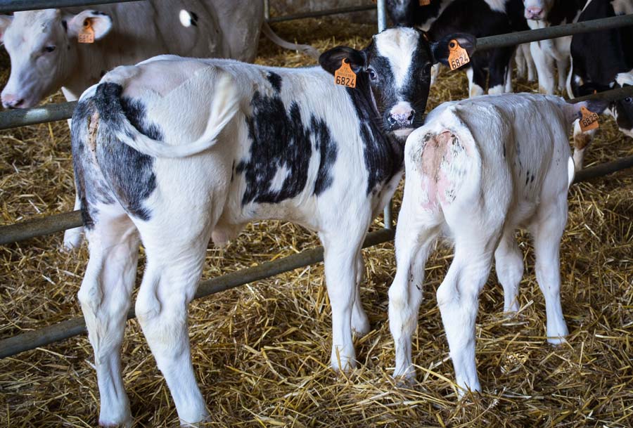 Victimes de leur succès, les veaux croisés Holstein x Blanc Bleu ont moins la cote aujourd’hui. - Illustration Chute des prix des veaux nourrissons : croisés, un marché déséquilibré