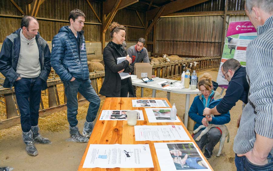 Des ateliers techniques ont permis de rappeler les gestes à maîtriser autour de la mise bas. L’occasion pour les éleveurs, comme ici Nadia Piron avec François Guillaume, vétérinaire à GDS Bretagne, d’aller de la théorie à la pratique. - Illustration Journée régionale ovine : “L’agnelage, une étape cruciale”