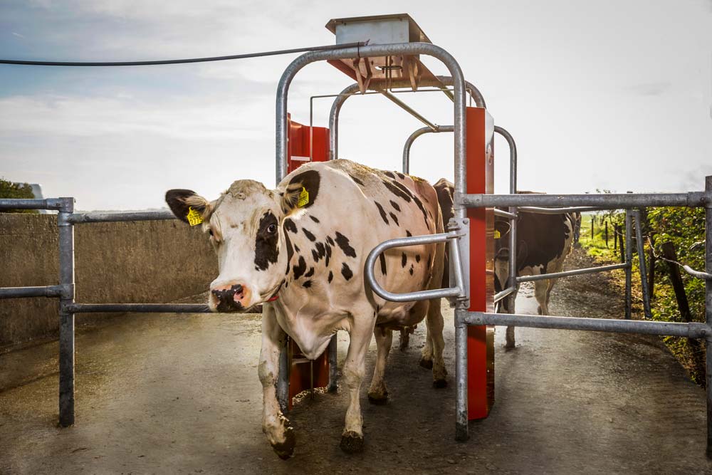 lely grazeway R - Illustration Suivi du temps de pâturage chez Lely avec la porte Grazeway R