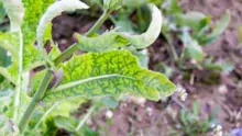 Principaux symptômes d'une carence en soufre : décolorations inter-nervaires des limbes des feuilles (d’abord les plus jeunes), le plus souvent au printemps, réduction de la croissance, décoloration des pétales, avortement importants : siliques vides.