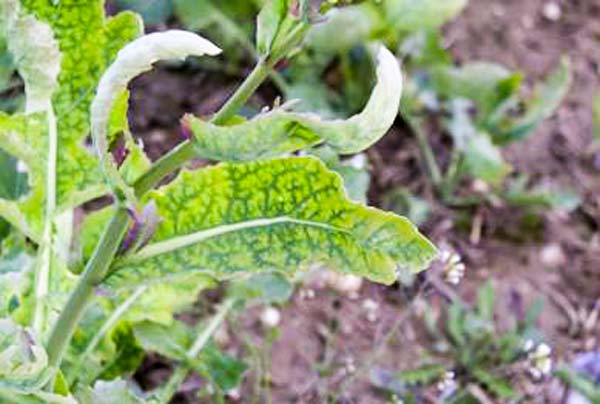 Principaux symptômes d'une carence en soufre : décolorations inter-nervaires des limbes des feuilles (d’abord les plus jeunes), le plus souvent au printemps, réduction de la croissance, décoloration des pétales, avortement importants : siliques vides. - Illustration Sans soufre, le colza souffre