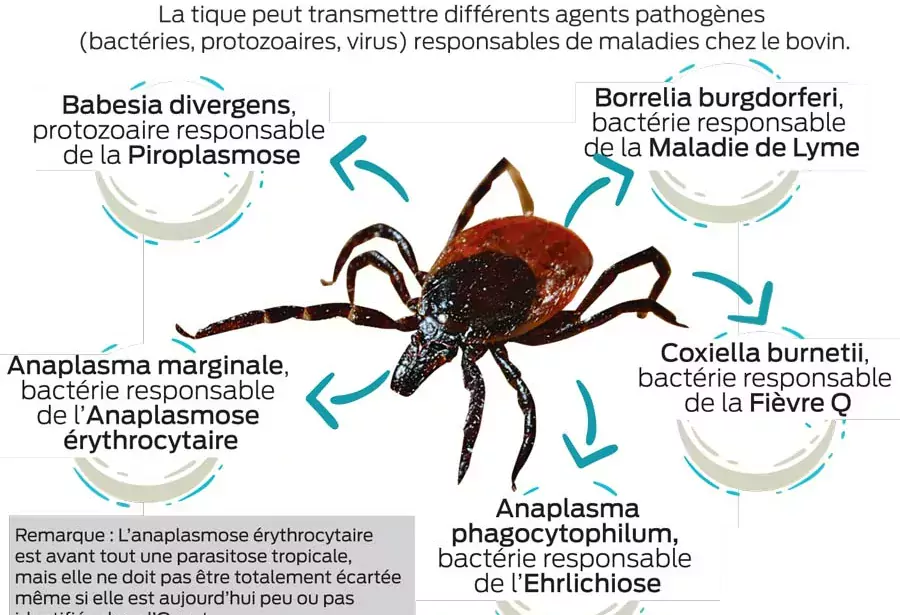 SCHEMA-TIQUE-2 - Illustration Les tiques, spécialistes du transport de pathogènes