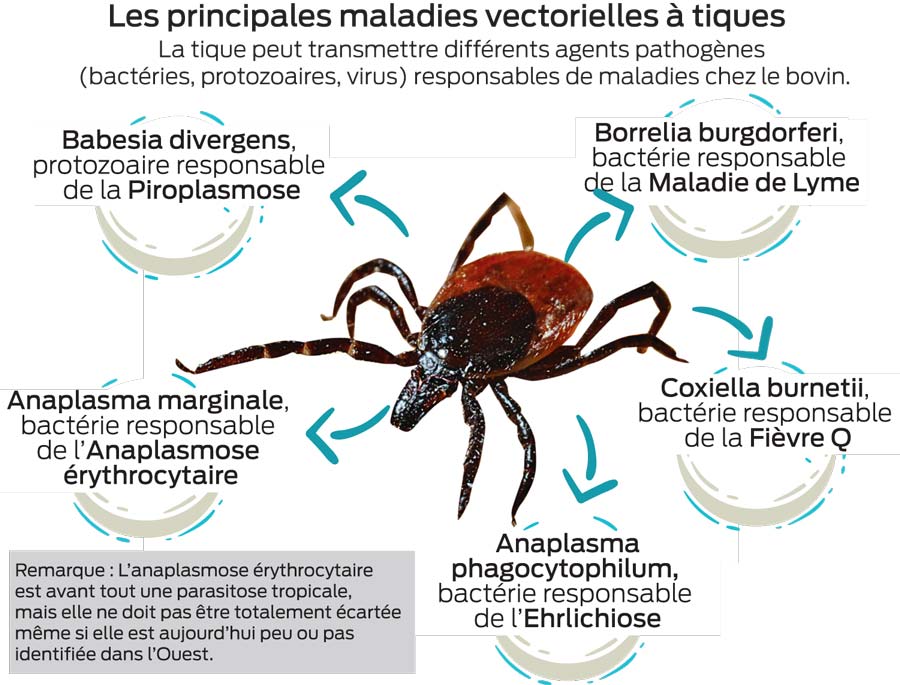 SCHEMA-TIQUE-2 - Illustration Les tiques, spécialistes du transport de pathogènes
