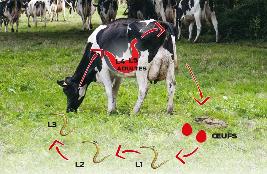 STRONGLES - Illustration Huit mois au contact d’Ostertagia pour s’immuniser