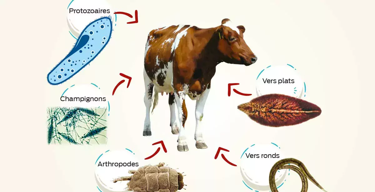 parasite-bovins - Illustration Plongée dans le monde complexe des parasites du bovin