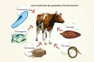 parasite-bovins