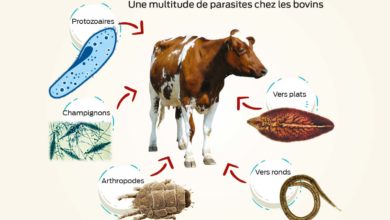 Photo of Plongée dans le monde complexe des parasites du bovin