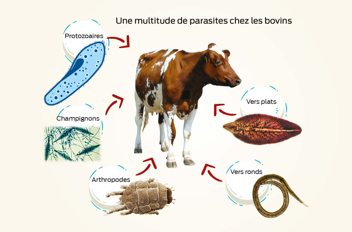parasite-bovins - Illustration Plongée dans le monde complexe des parasites du bovin