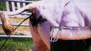 Photo of Le gouvernement lance un plan de lutte contre la diarrhée virale bovine